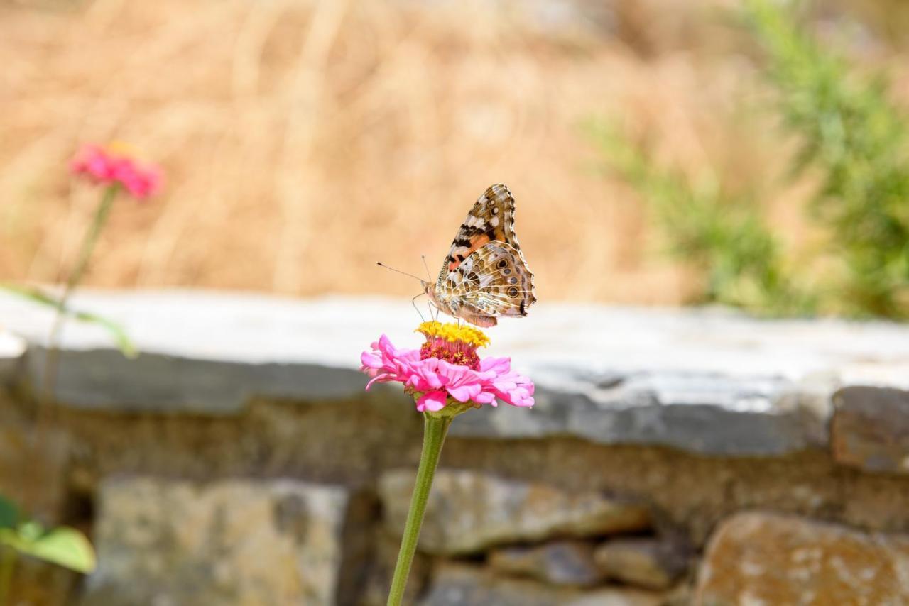 Villa Andromeda Amorgos Luaran gambar